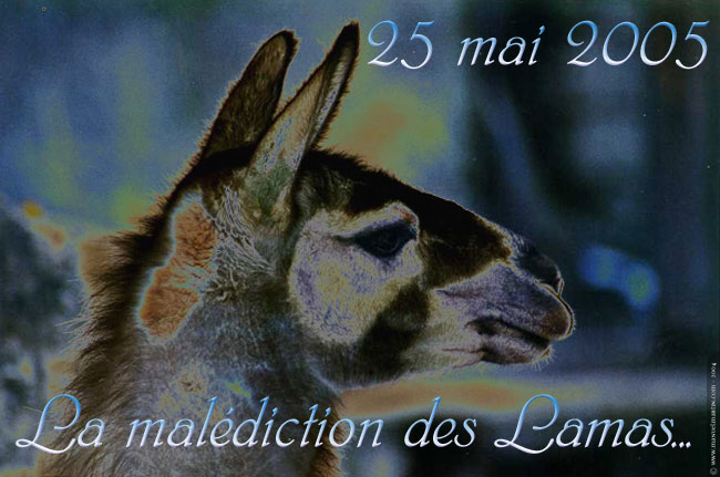 " Attention aux lamas... "